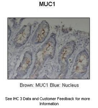 MUC1 Antibody