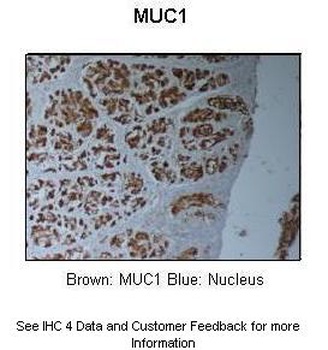 MUC1 Antibody