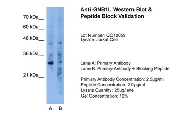 GNB1L Antibody