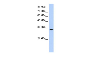 MBNL1 Antibody