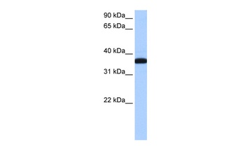 ERI1 Antibody