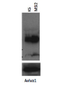 MSI2 Antibody