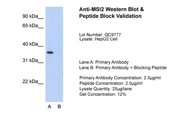 MSI2 Antibody