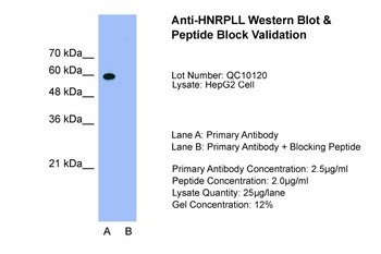 HNRNPLL Antibody