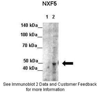 NXF5 Antibody
