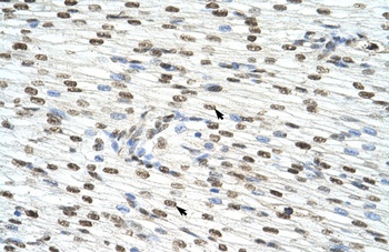 HNRPAB Antibody