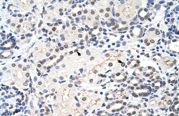 MRM1 Antibody