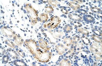 NOC4L Antibody