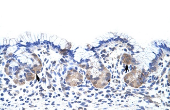 UPF3B Antibody