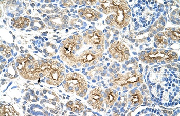 MIF4GD Antibody