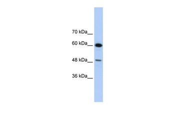 DAZAP1 Antibody