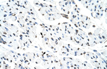 MATR3 Antibody