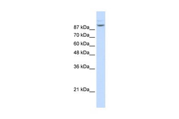 MATR3 Antibody