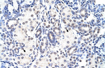 NIP7 Antibody