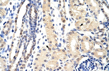 EXOSC3 Antibody