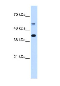 PUF60 Antibody