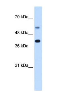 PUF60 Antibody