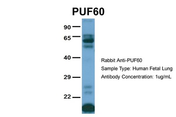 PUF60 Antibody
