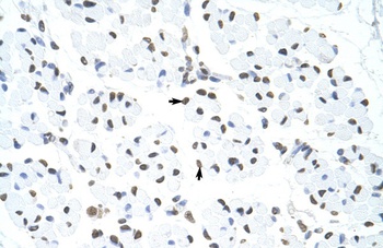 HNRNPUL1 Antibody