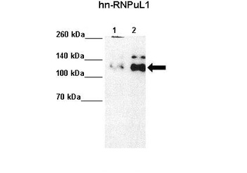 HNRNPUL1 Antibody