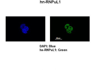 HNRNPUL1 Antibody