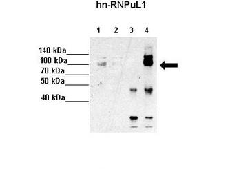 HNRNPUL1 Antibody