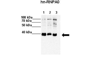 HNRNPA0 Antibody