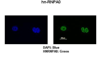 HNRNPA0 Antibody