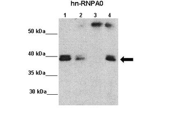 HNRNPA0 Antibody