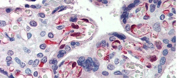 NOP56 Antibody
