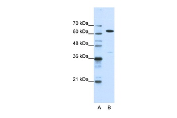 NXF1 Antibody