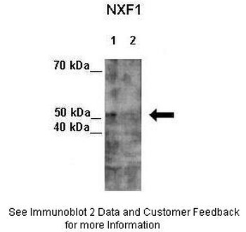 NXF1 Antibody