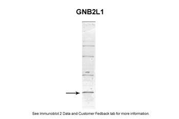 GNB2L1 Antibody