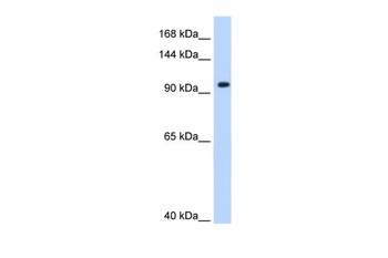 SF3A1 Antibody