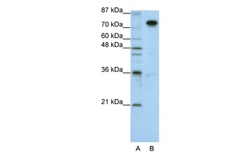 SFPQ Antibody