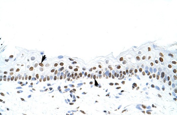 SFPQ Antibody