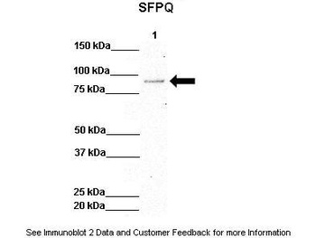 SFPQ Antibody