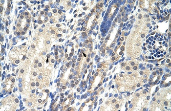 EIF4E2 Antibody