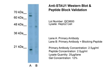 STAU1 Antibody