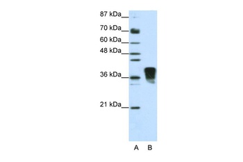 SFRS10 Antibody