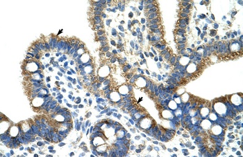 CPNE1 Antibody