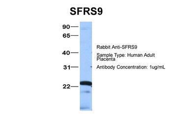 SFRS9 Antibody