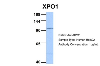 XPO1 Antibody