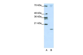 SRP19 Antibody