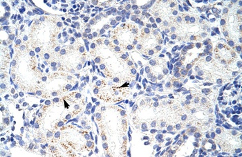 LOC652595 Antibody