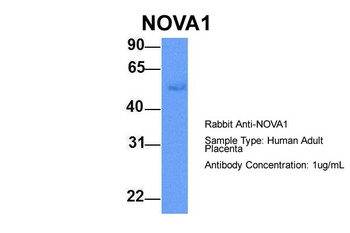 NOVA1 Antibody