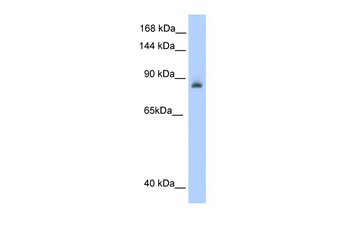 ACO1 Antibody