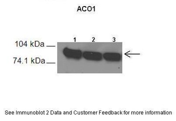 ACO1 Antibody