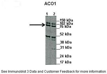 ACO1 Antibody