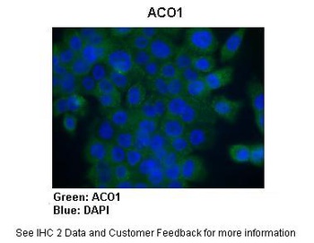 ACO1 Antibody